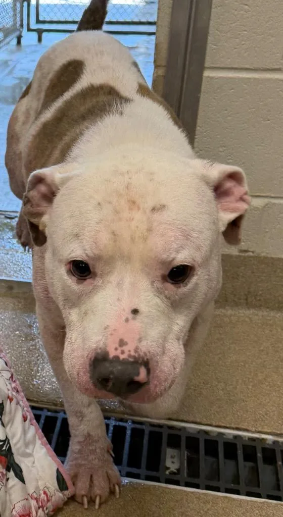 A young large-sized male Pit Bull Terrier dog named Burrito for adoption in Ferndale, NY