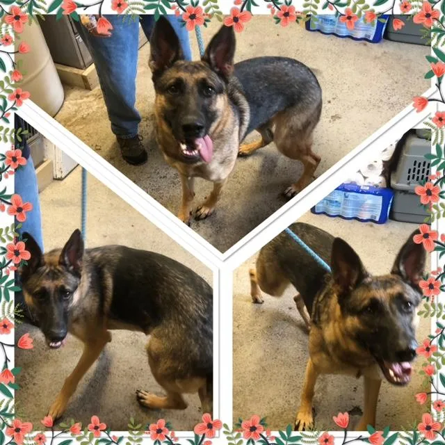 An adult large-sized female Black German Shepherd Dog dog named Raya for adoption in Buckhannon, WV