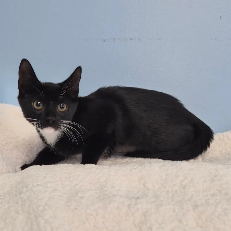 A baby small-sized female Black Domestic Short Hair cat named Sparkle for adoption in Wahiawa, HI