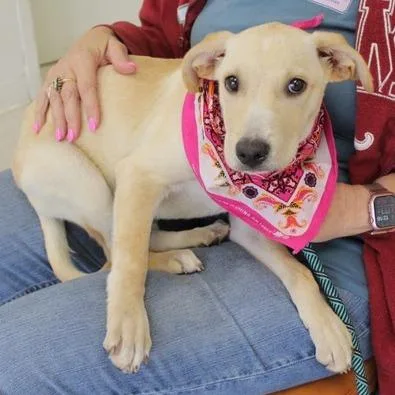 A young small-sized female Yellow / Tan / Blond / Fawn Labrador Retriever dog named Danica for adoption in Calverton, NY