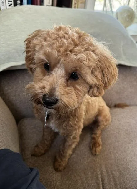 A young small-sized male Maltipoo dog named Reggie for adoption in Alexandria, LA