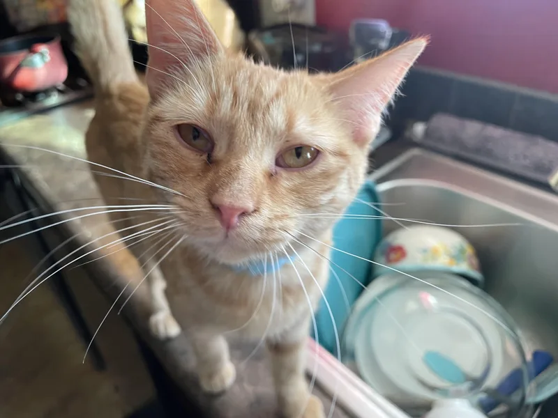 A young medium-sized female Orange / Red Domestic Short Hair cat named Peaches for adoption in Broken Arrow, OK