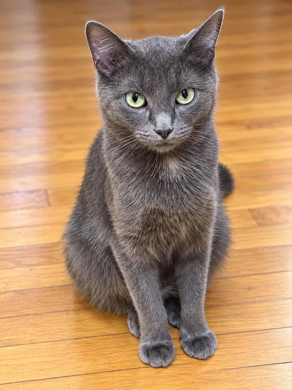 A young small-sized female Domestic Short Hair cat named Bluey for adoption in Mankato, MN