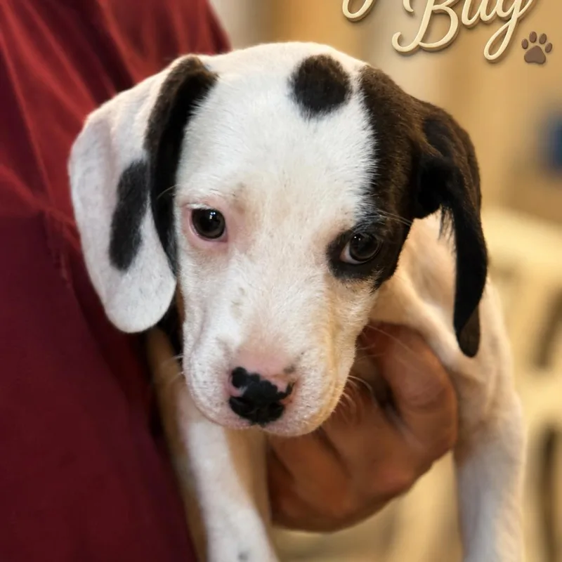 A baby small-sized female Black Beagle dog named June Bug for adoption in Opelika, AL