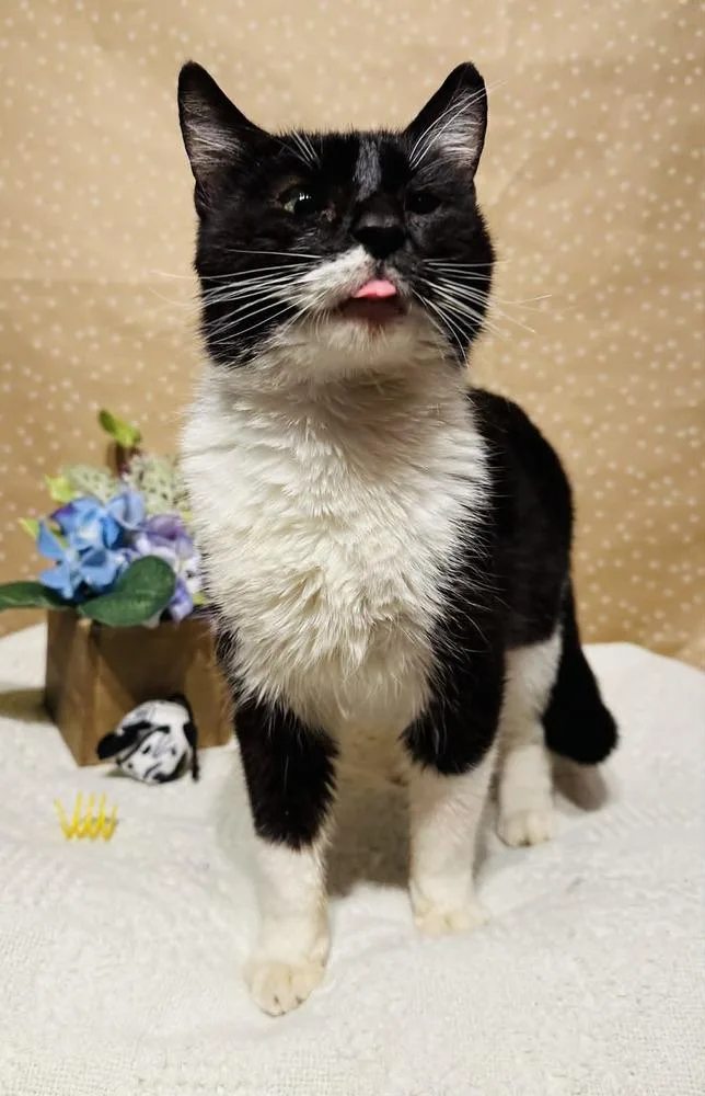 A young medium-sized female Domestic Short Hair cat named Lucy for adoption in Groveland, MA