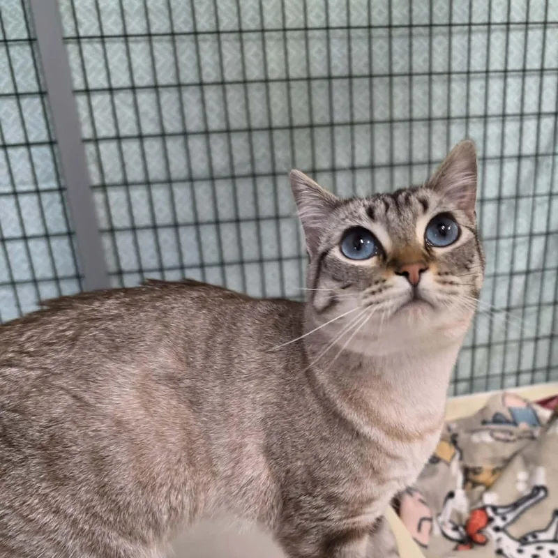 A young medium-sized female Tabby (Gray / Blue / Silver) Domestic Short Hair cat named Bean for adoption in Grants Pass, OR