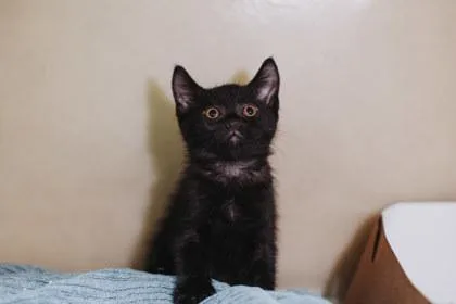 A young small-sized male Domestic Short Hair cat named A Morpheus for adoption in North Charleston, SC