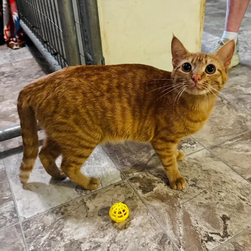 An adult medium-sized female Orange / Red Domestic Short Hair cat named Buttercup for adoption in Brownsboro, AL