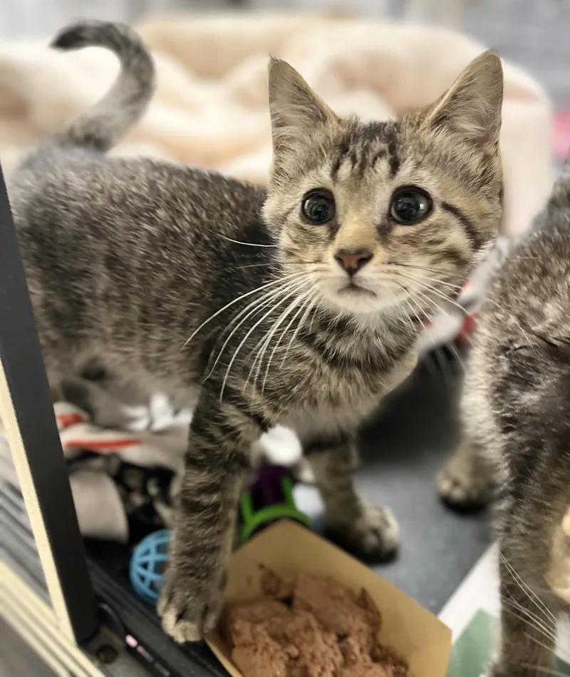 A baby medium-sized male Tabby (Brown / Chocolate) Domestic Short Hair cat named Tobi for adoption in Seville, OH