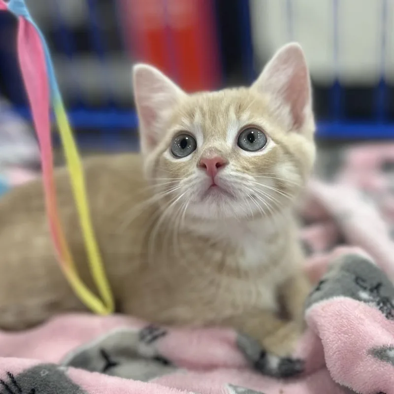 A baby small-sized male Buff / Tan / Fawn Domestic Short Hair cat named Zeus for adoption in Philadelphia, PA