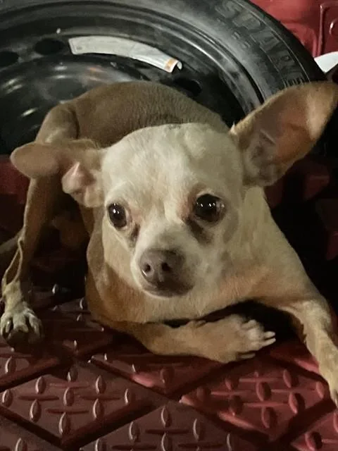 An adult small-sized male Mixed Breed dog named David for adoption in Dallas, TX