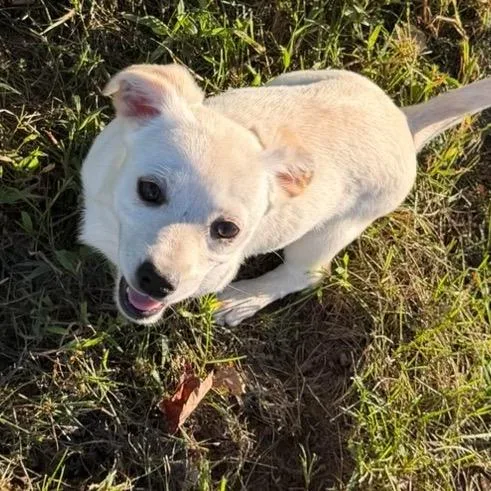 A baby small-sized female Mixed Breed dog named Rosier for adoption in Fredericksburg, VA