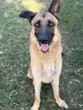 An adult large-sized male German Shepherd Dog dog named Lil Rock for adoption in Dallas, TX