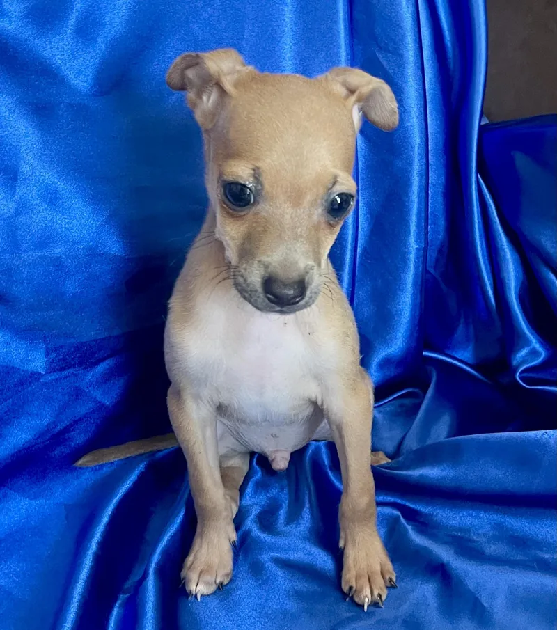A baby small-sized male Apricot / Beige Chihuahua dog named Jude for adoption in Rowland Heights, CA