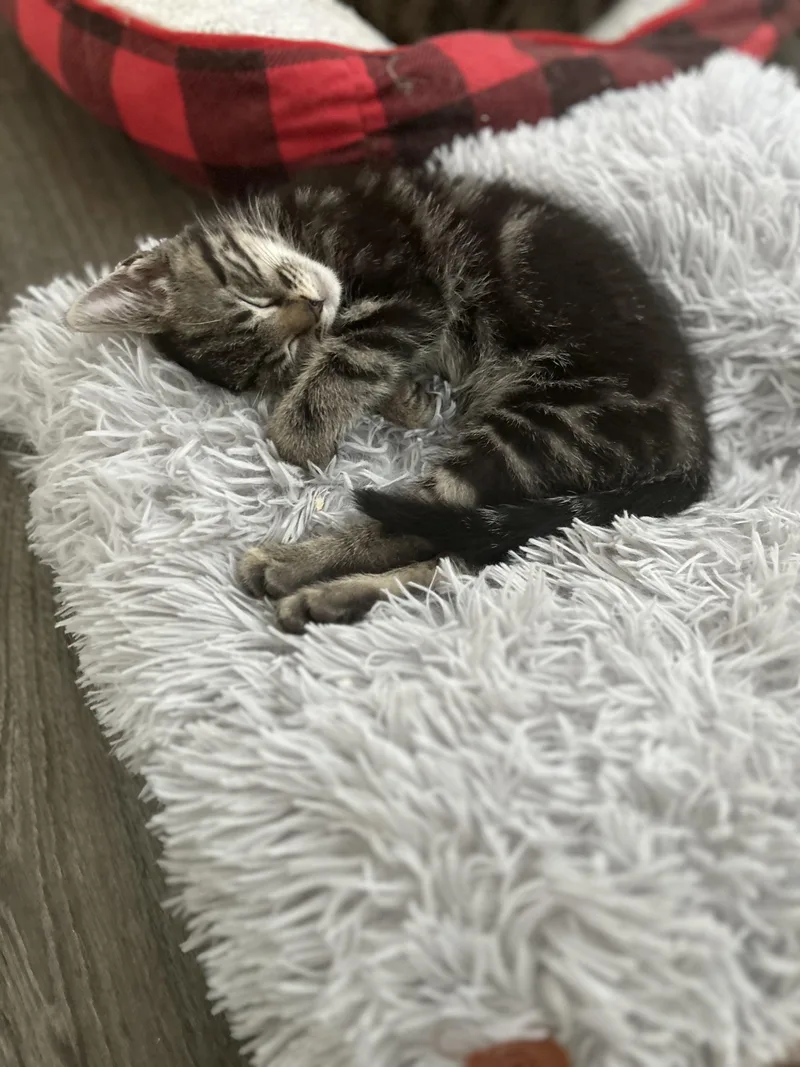 A baby medium-sized male Tabby (Gray / Blue / Silver) Domestic Short Hair cat named Bishop for adoption in Richmond, VA