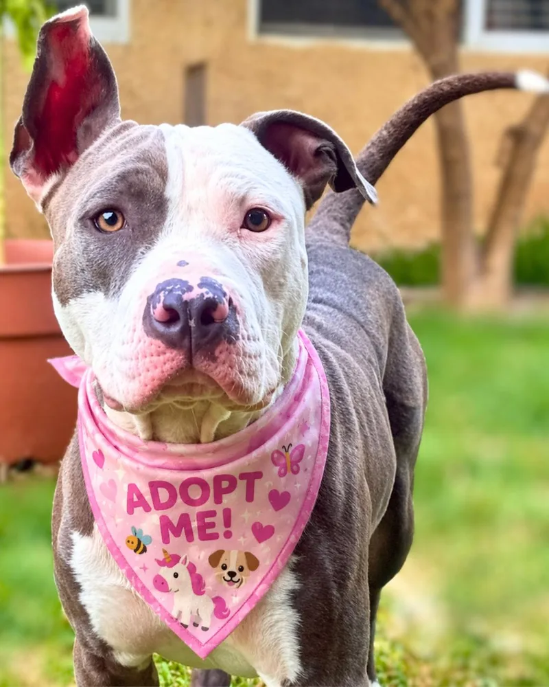 A young medium-sized female Gray / Blue / Silver American Staffordshire Terrier dog named Cleo for adoption in Valley Village, CA