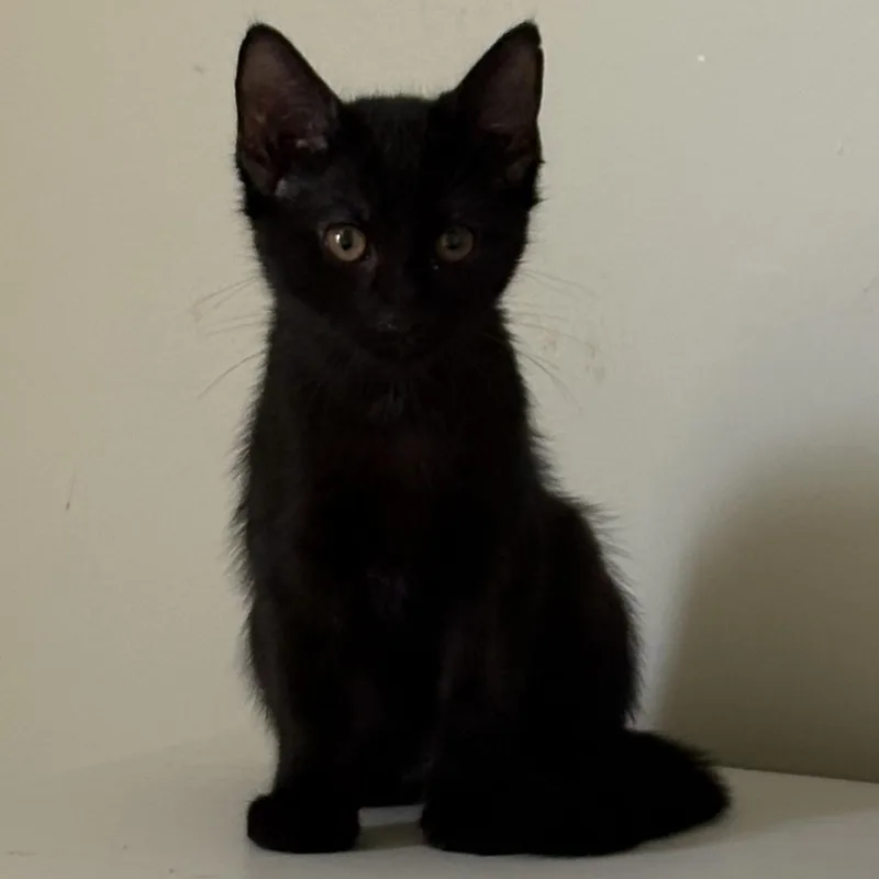 A baby medium-sized male Black Domestic Short Hair cat named Boo for adoption in Avondale, PA