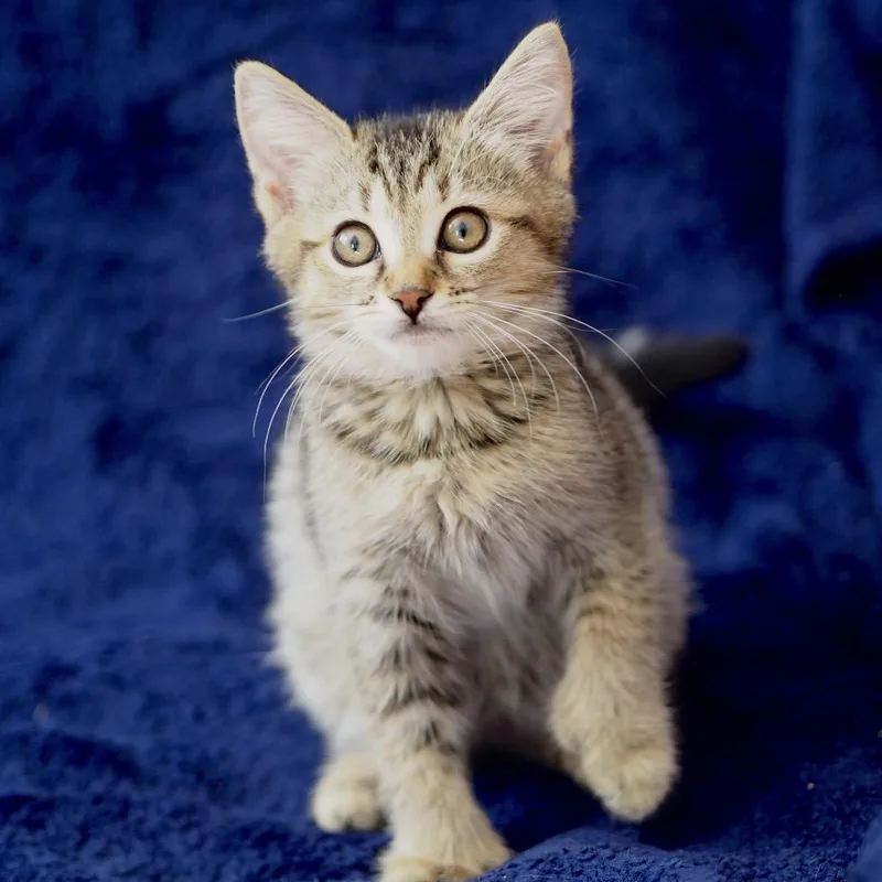 A baby small-sized female Domestic Medium Hair cat named Fresca for adoption in Brockton, MA