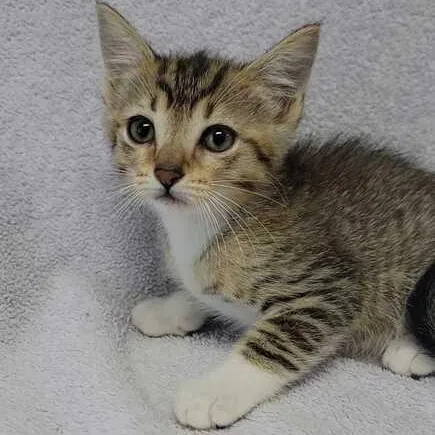 A baby medium-sized female Tabby (Brown / Chocolate) Domestic Short Hair cat named Twomp Ruins for adoption in Valdosta, GA