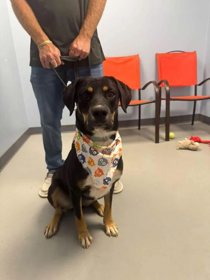 A young medium-sized female Tricolor (Brown, Black, & White) Terrier dog named Cannoli for adoption in Zanesville, OH