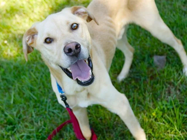 A young large-sized male Labrador Retriever dog named Leroy for adoption in Tallahassee, FL