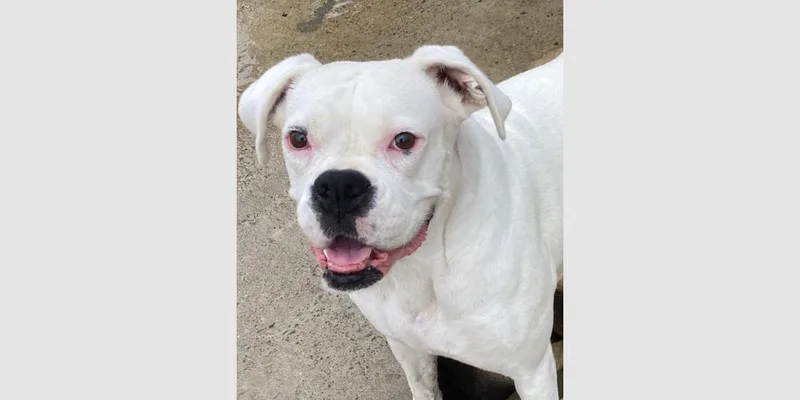 A senior medium-sized female White / Cream Boxer dog named Kenya for adoption in Hewitt, TX