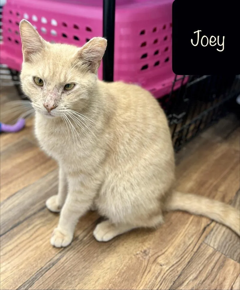 An adult medium-sized male Domestic Short Hair cat named Joey for adoption in Chalfont, PA