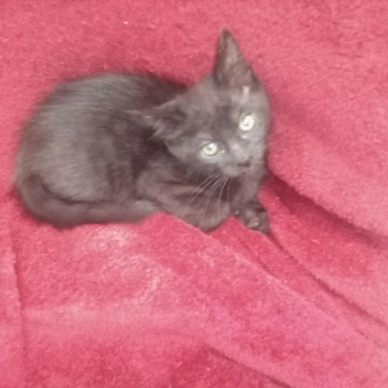 A baby small-sized male Black Domestic Short Hair cat named Steve for adoption in Upland, CA
