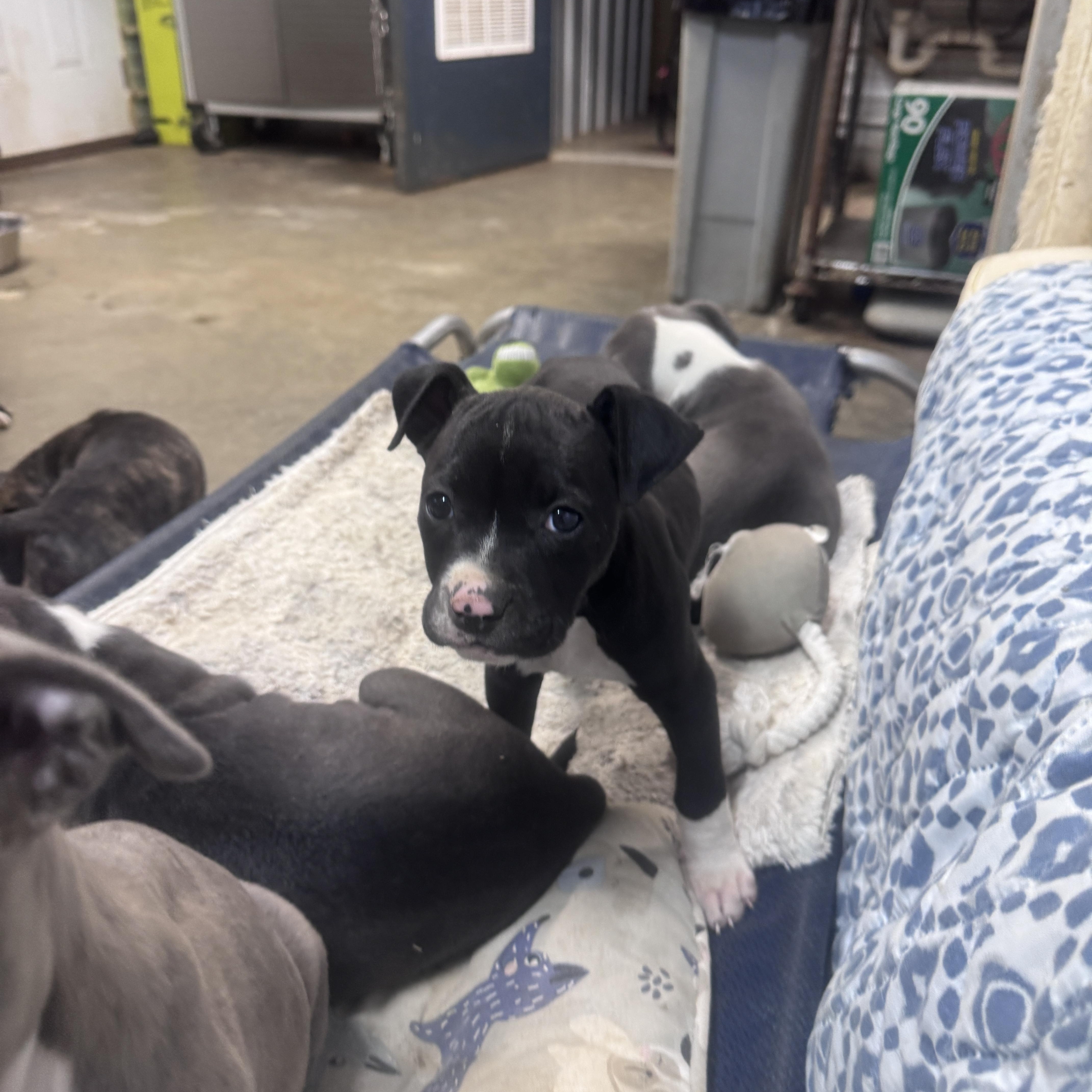 A baby medium-sized female Black Staffordshire Bull Terrier dog named Eva Elegant for adoption in Andover, MA