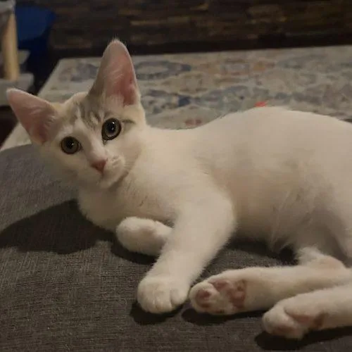 A young small-sized female Calico Domestic Short Hair cat named Twiggy for adoption in Gaithersburg, MD