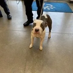 YORKStray