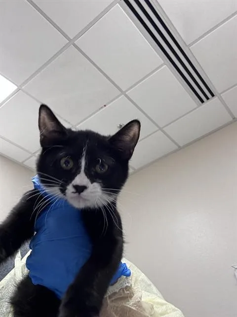 A baby small-sized female Domestic Short Hair cat named Robin for adoption in Las Vegas, NV