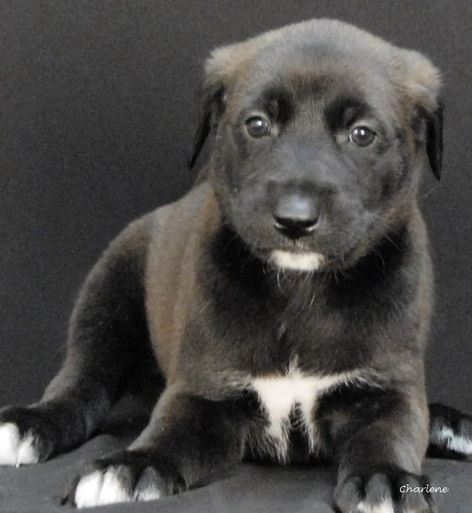 A baby medium-sized female White / Cream Irish Wolfhound dog named Squirtle for adoption in Newland, NC