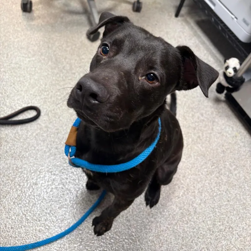 A young medium-sized male Labrador Retriever dog named Picasso for adoption in Englewood, FL