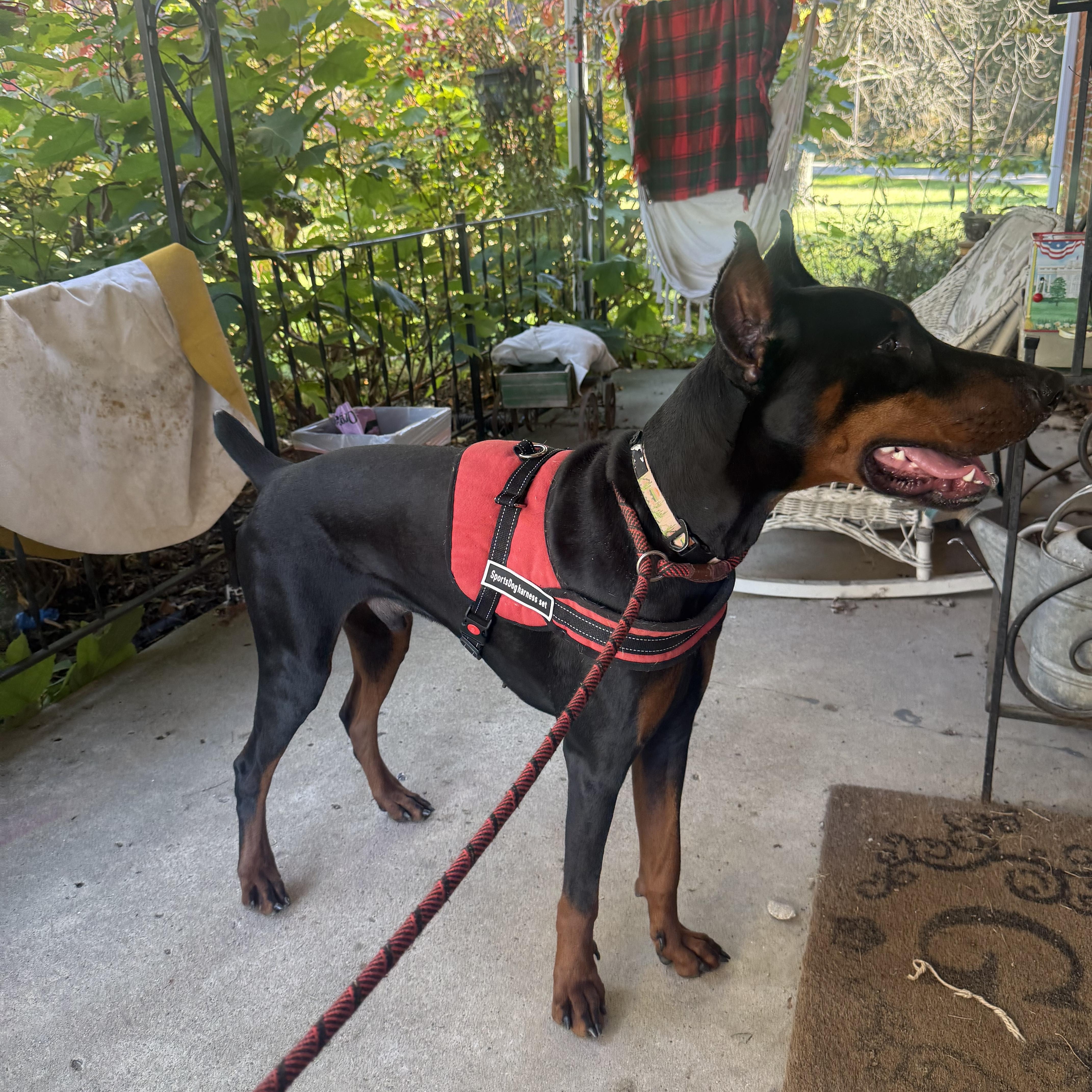 A young large-sized male Black Doberman Pinscher dog named Demarcus for adoption in Xenia, OH