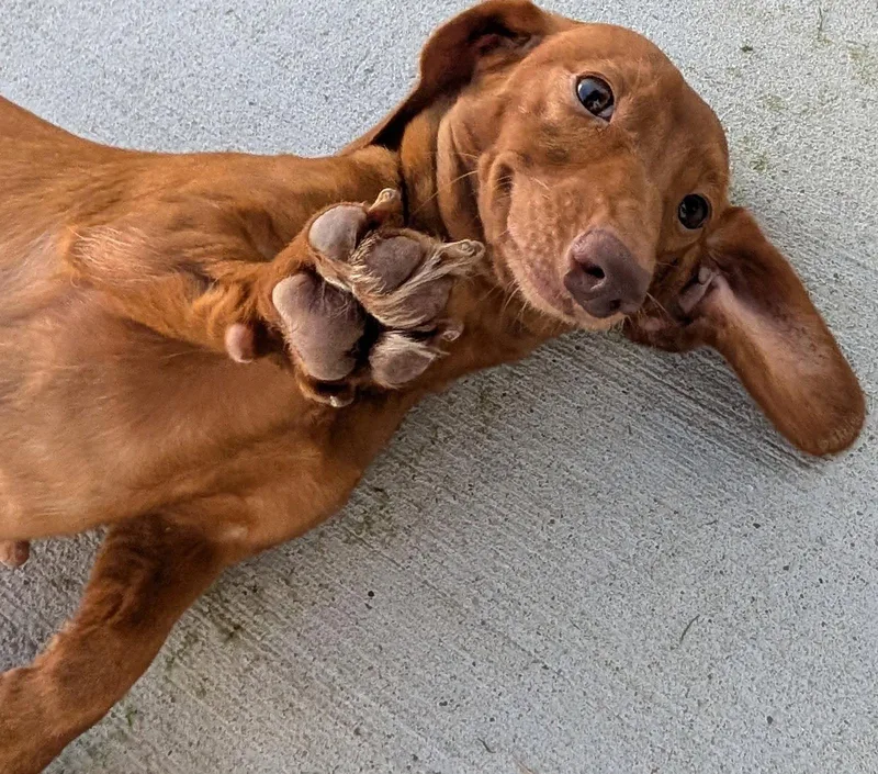 A young small-sized female Dachshund dog named Rosie in TN for adoption in Shelbyville, TN