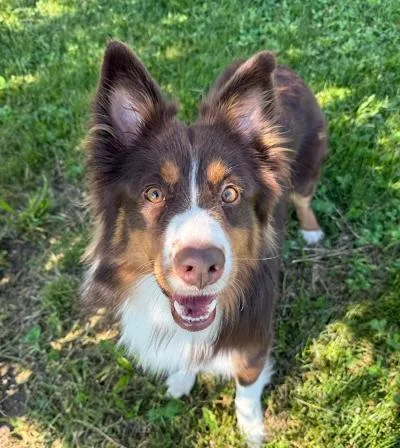 A young medium-sized male Australian Shepherd dog named Rocky for adoption in Long Beach, NY