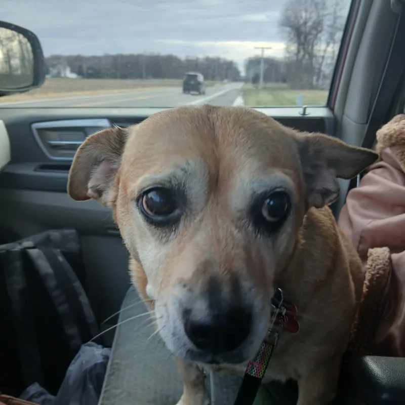 A senior medium-sized female Yellow / Tan / Blond / Fawn Pug dog named Abbie for adoption in Carey, OH