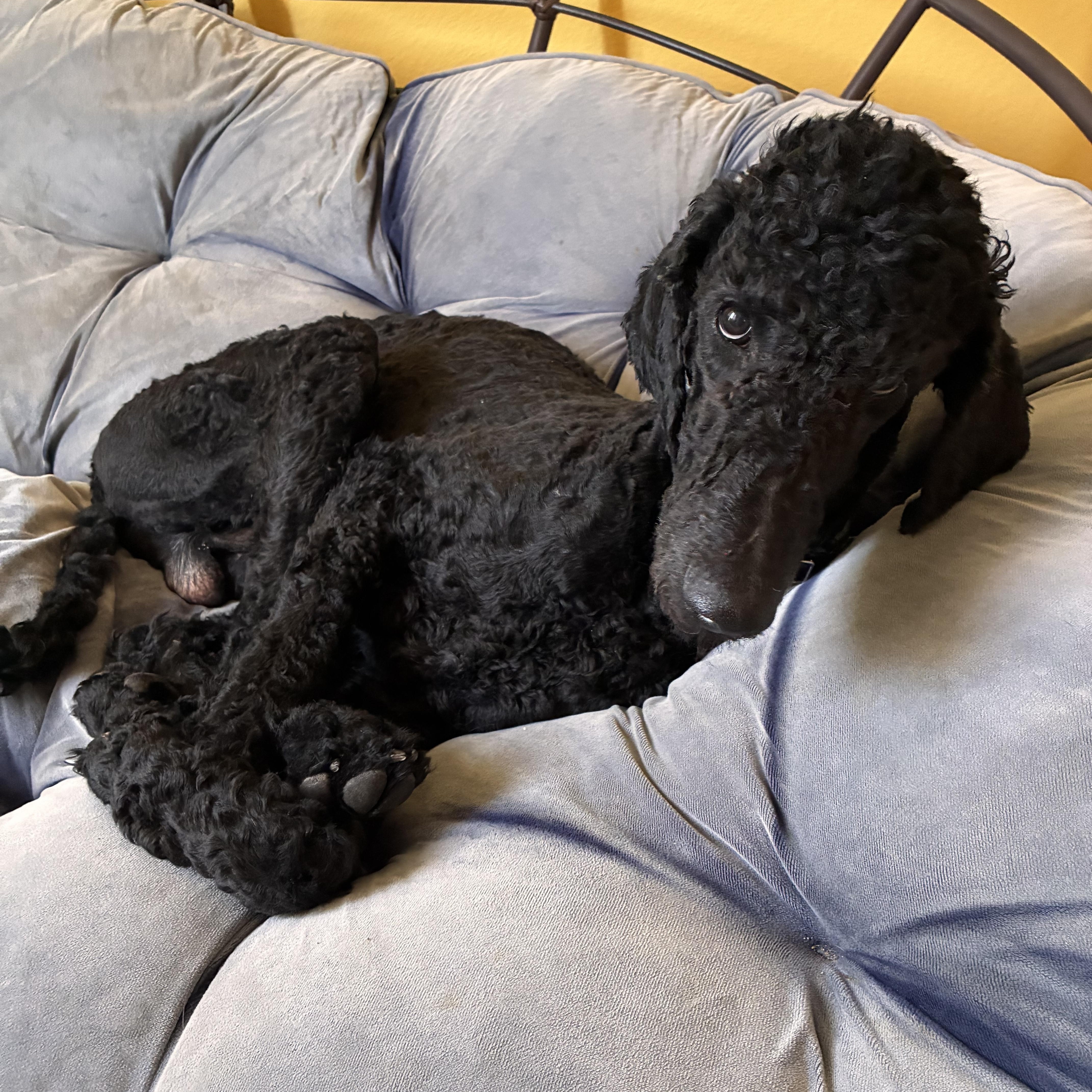 A young large-sized male Black Standard Poodle dog named Nico for adoption in Albuquerque, NM