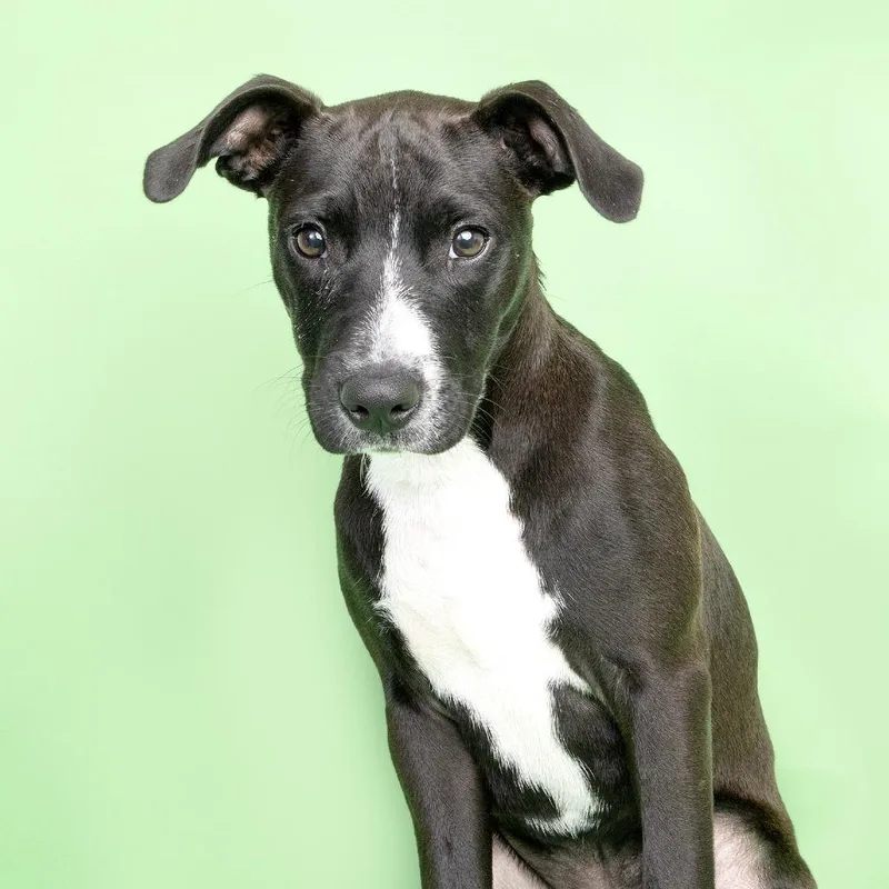 A baby medium-sized male Black Mixed Breed dog named Shadow for adoption in Franklin, TN