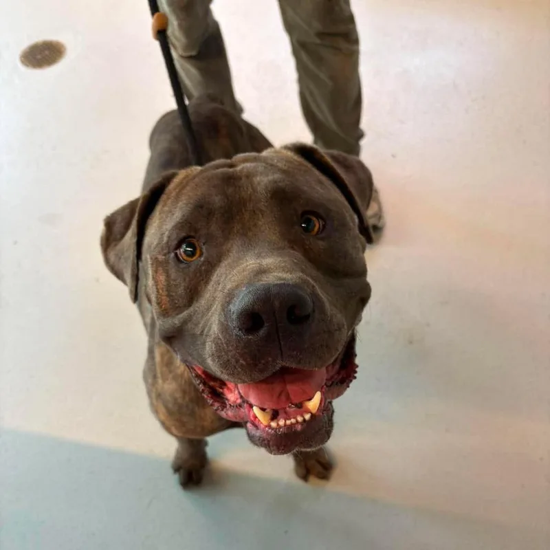 An adult large-sized male Brindle Mixed Breed dog named Nanook for adoption in Huntington, WV