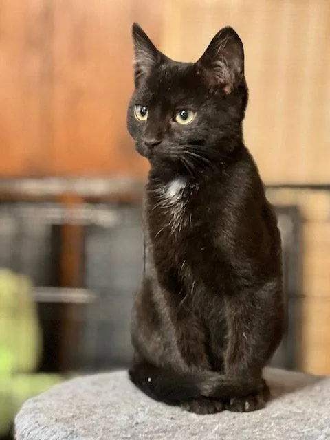 A baby small-sized male Black Domestic Short Hair cat named Dallas for adoption in O'Fallon, MO