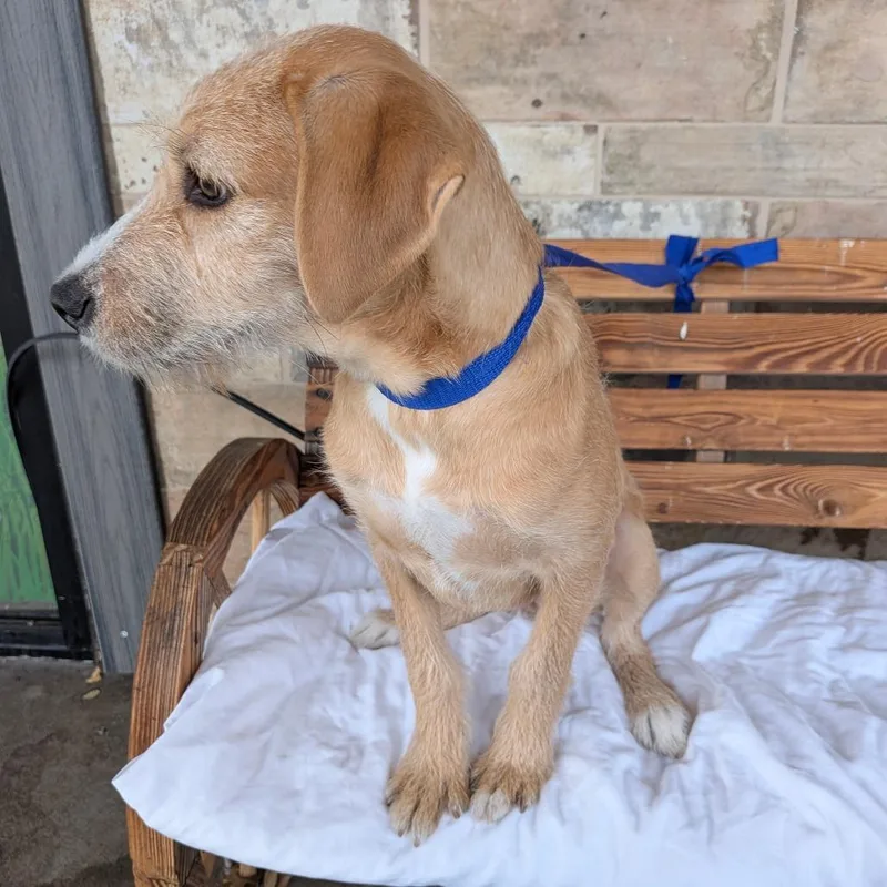 A baby small-sized female Yellow / Tan / Blond / Fawn Mixed Breed dog named Sally for adoption in Chico, CA