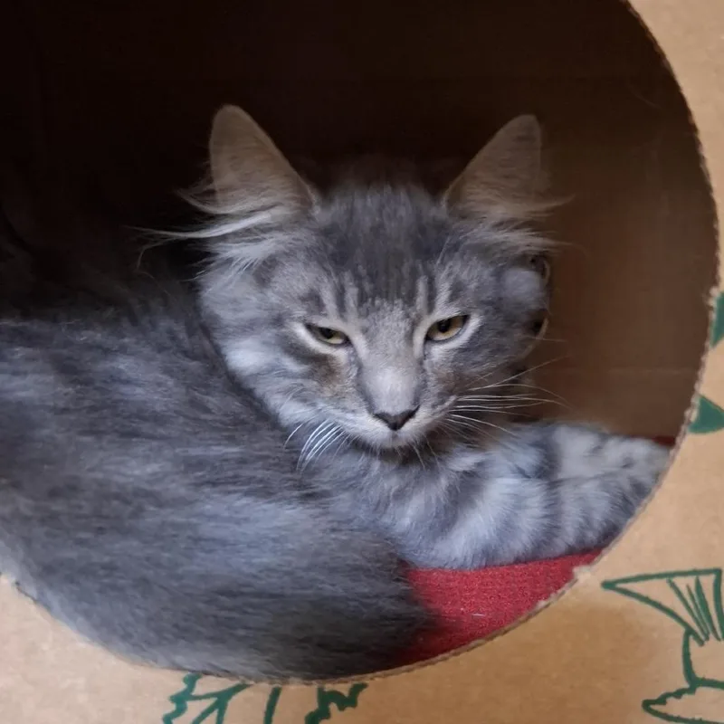 A baby small-sized male Gray / Blue / Silver Domestic Medium Hair cat named Fizgig for adoption in Baltimore, MD