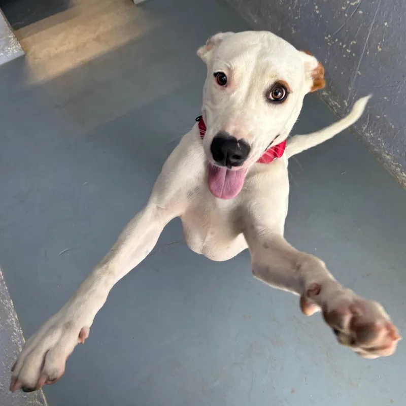 A young medium-sized male White / Cream Mixed Breed dog named Chiquis for adoption in Kyle, TX