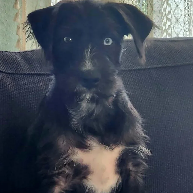 A baby medium-sized male Schnauzer dog named Scully for adoption in Saint Petersburg, FL