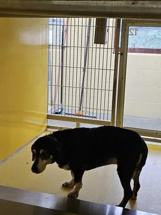 A senior small-sized male Dachshund dog named Leo for adoption in Independence, MO