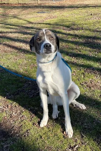 An adult large-sized male Great Pyrenees dog named Bo for adoption in Morton Grove, IL
