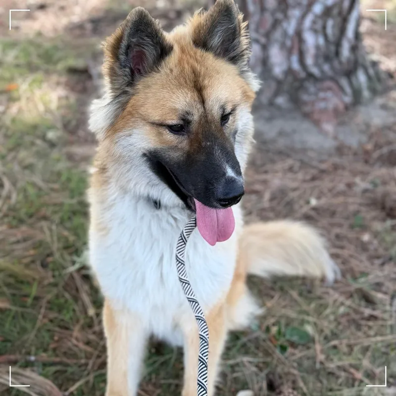 An adult medium-sized male Brown / Chocolate Shepherd dog named Elton for adoption in Upland, CA