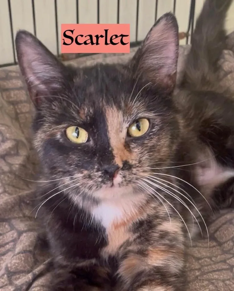 Scarlet